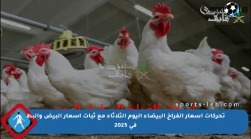تحركات أسعار الفراخ البيضاء اليوم الثلاثاء مع ثبات أسعار البيض والبط في 2025